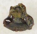 Pachycephalosaurus Tooth #20438-1